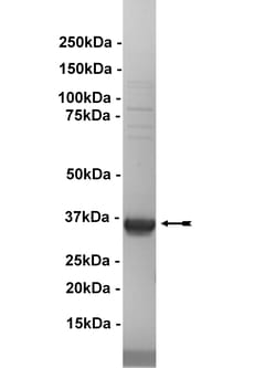 Eurofins DiscoverX EphA5 Protein, Active 250 &mu;g | Buy Online | Eurofins DiscoverX | Fisher Scientific